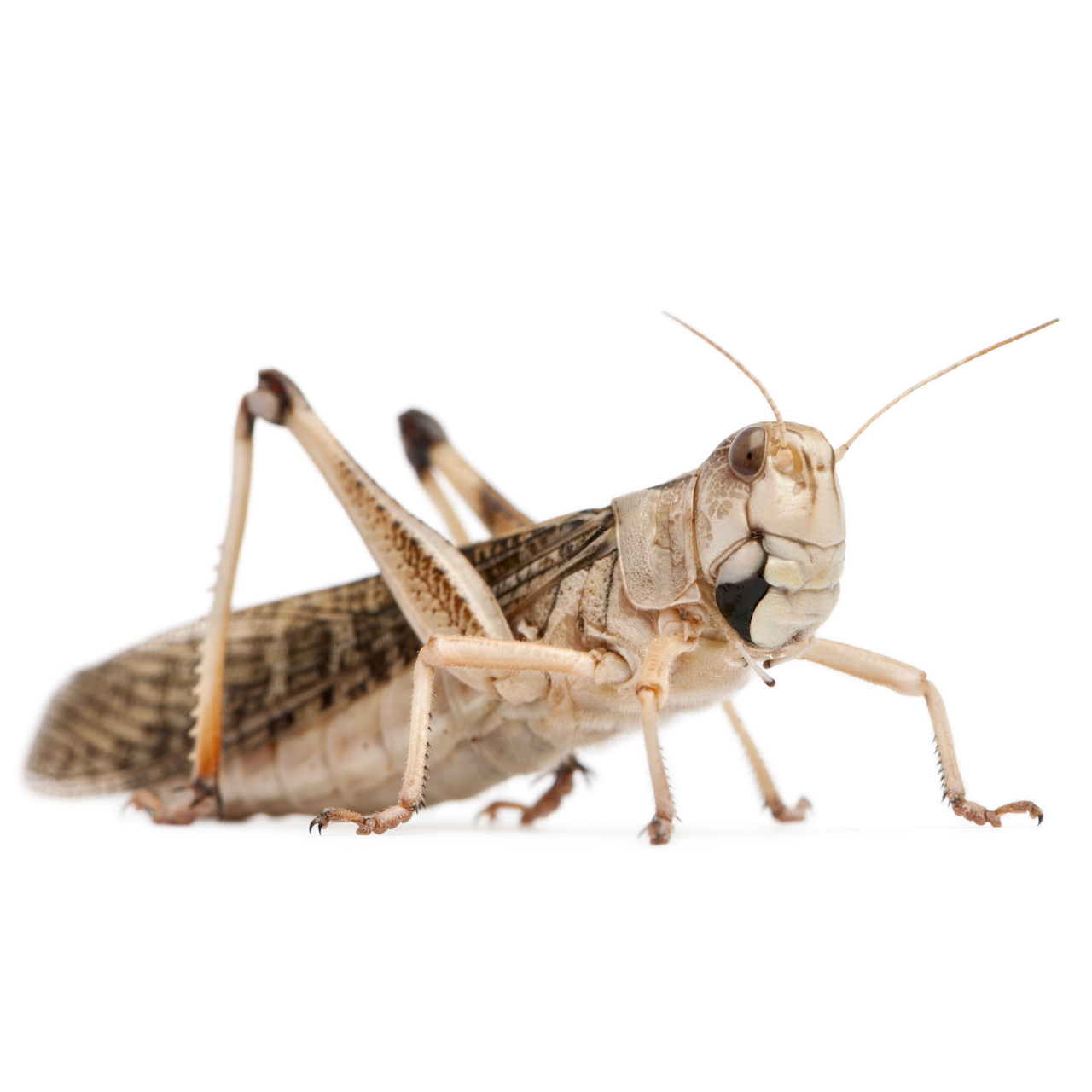 Sauterelles Locusta